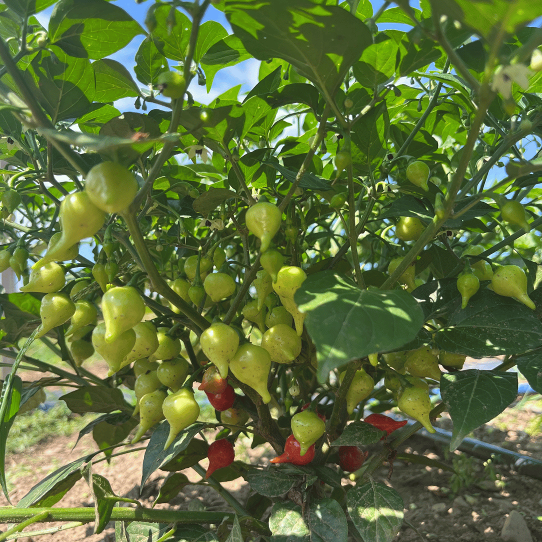 Biquinho Yellow Pepper Seedlings