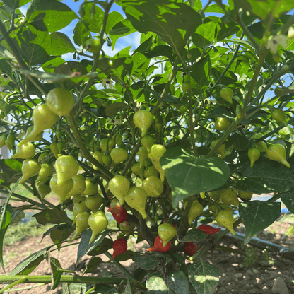 Biquinho Yellow Pepper Seedlings