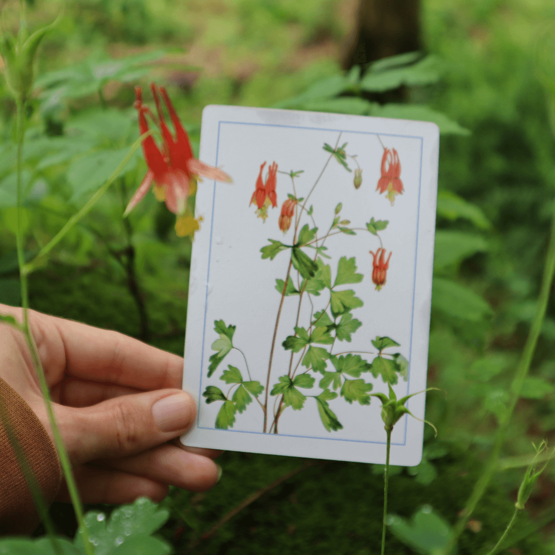 New York Botanical Garden Wildflower Flashcards