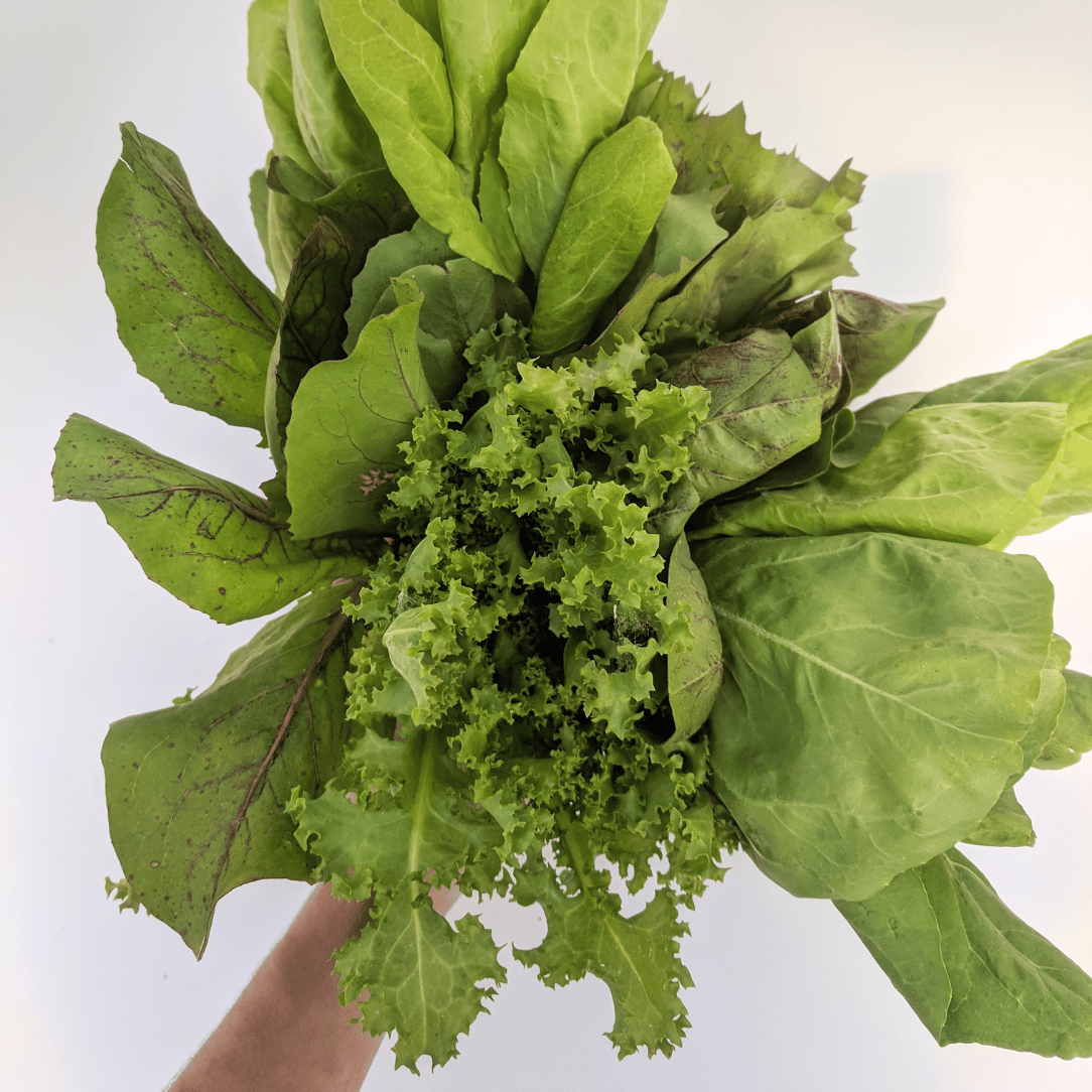 Baby Radicchio Blend