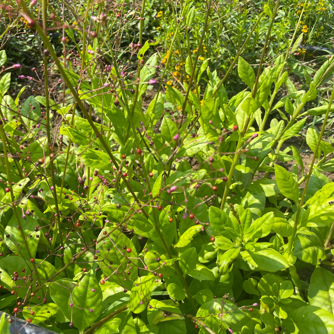 Jewels of Opar Seedlings