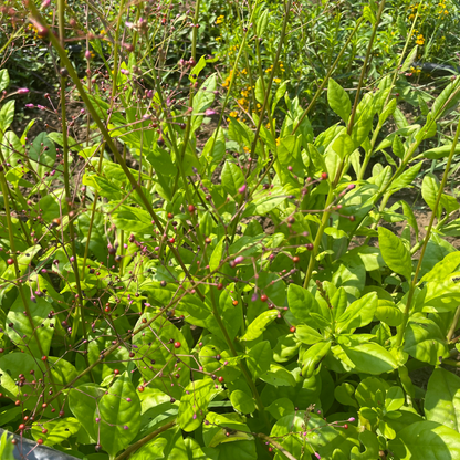 Jewels of Opar Seedlings