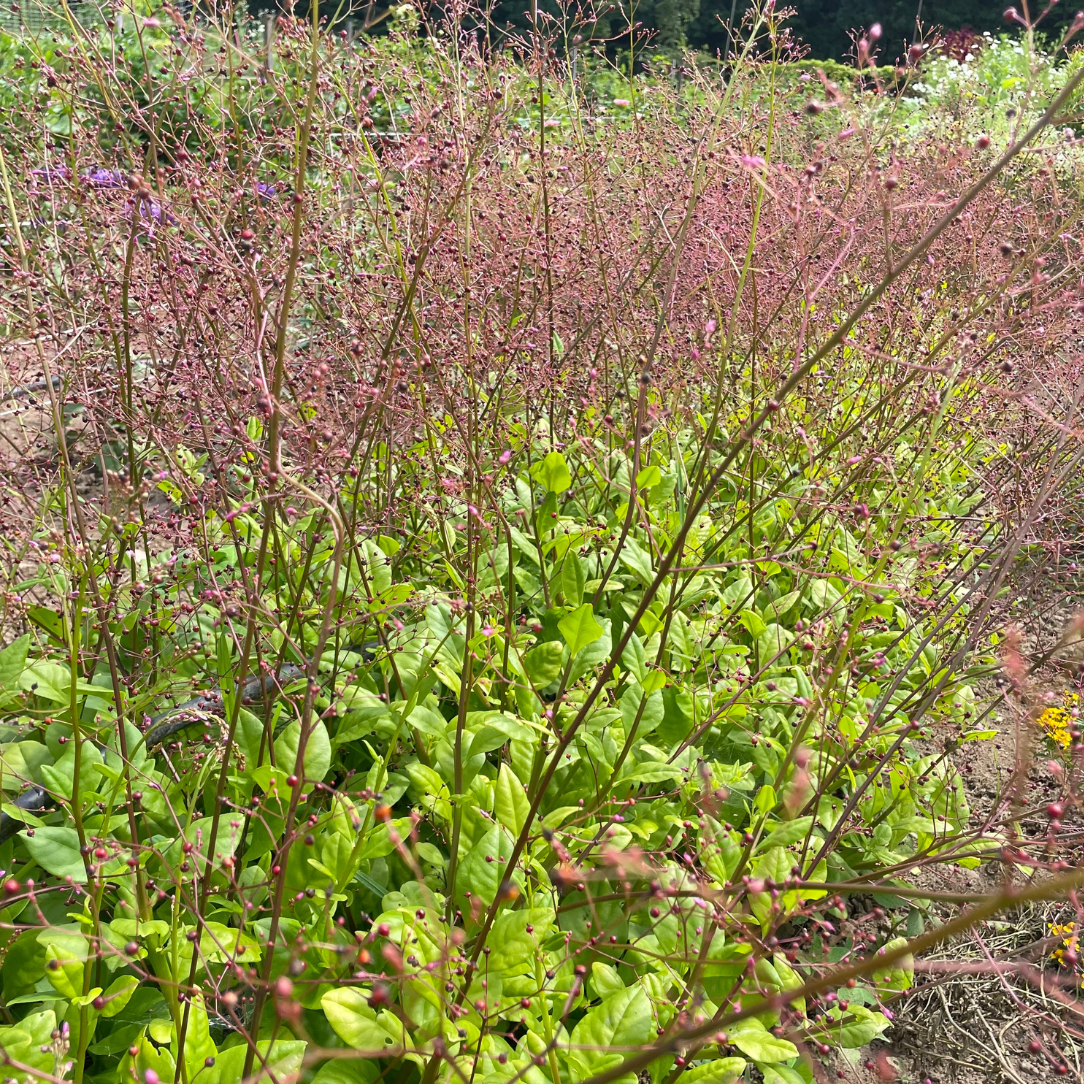 Jewels of Opar Seedlings