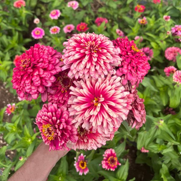 Mazurkia Zinnia – Hudson Valley Seed Company