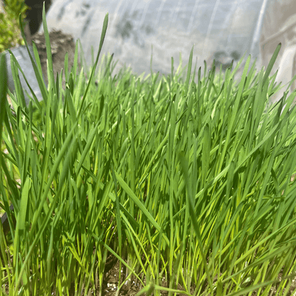 Cat Grass