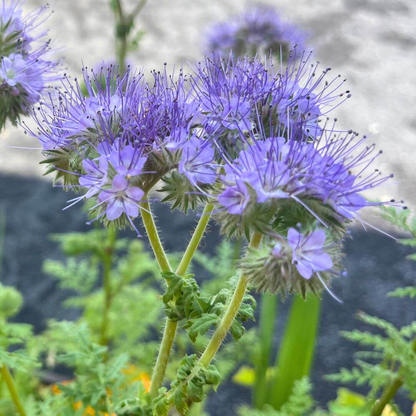Lacy Phacelia