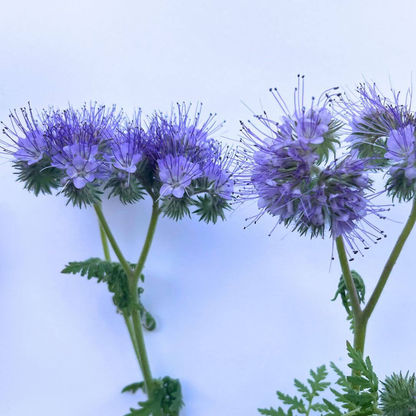 Lacy Phacelia