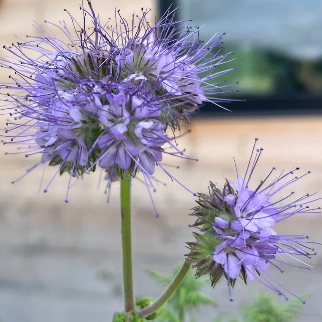Lacy Phacelia