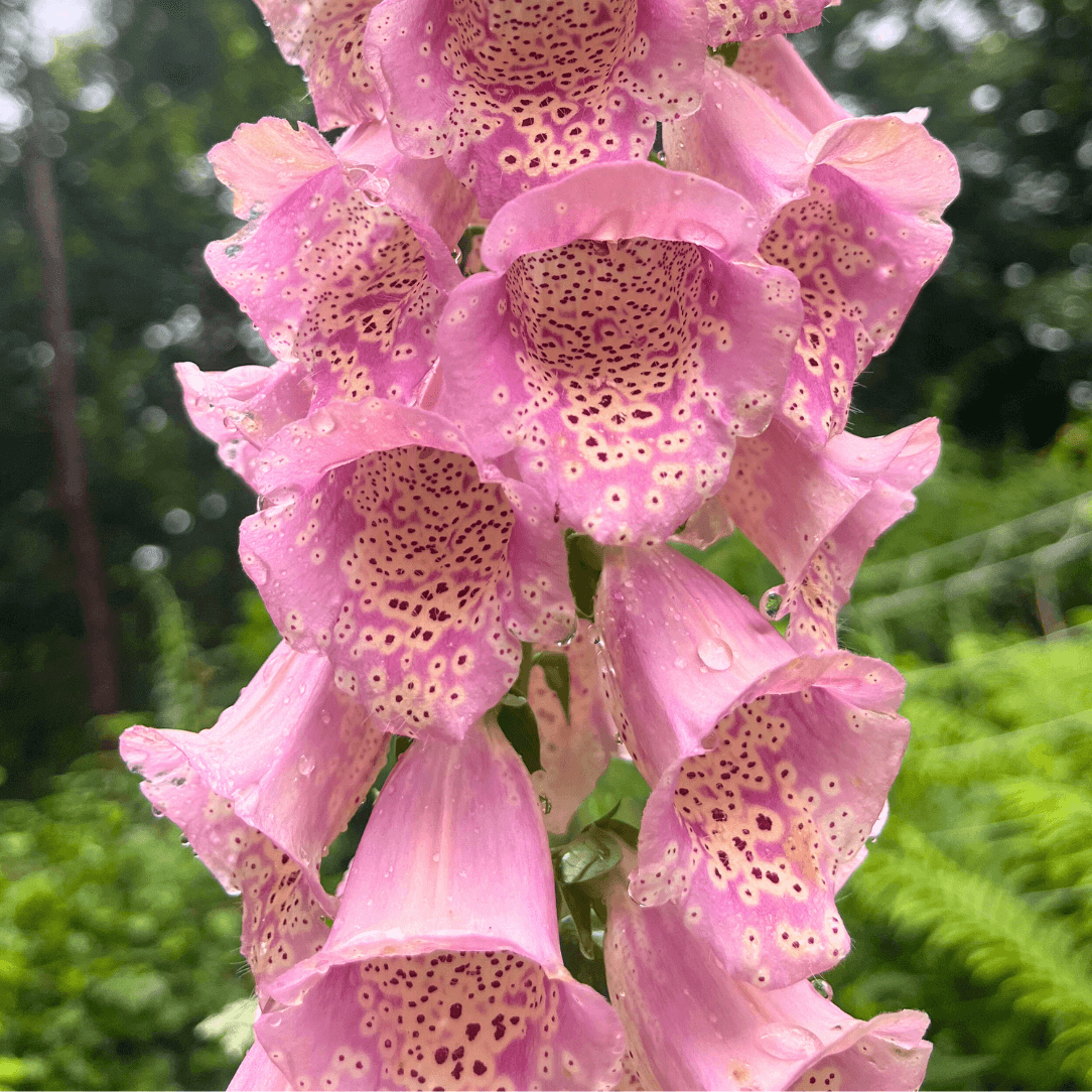 Foxglove Mix