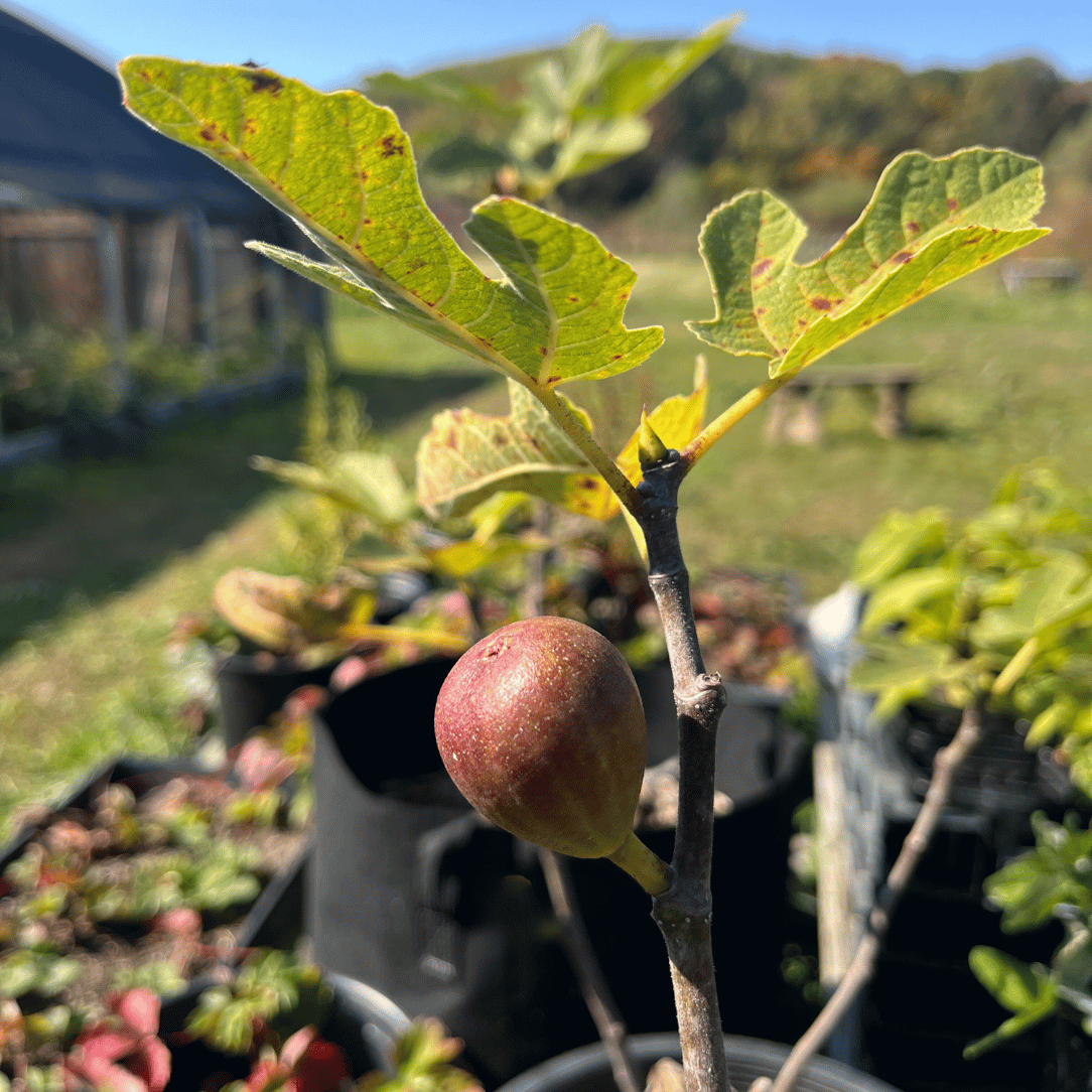 Ask the Experts: Growing Fruit Trees with Full Circus Farm