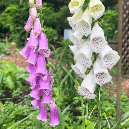 Foxglove Mix