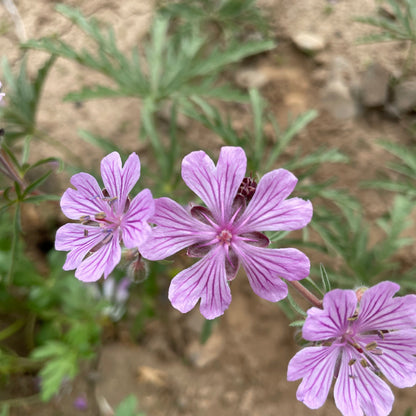 Geranium tuberosum