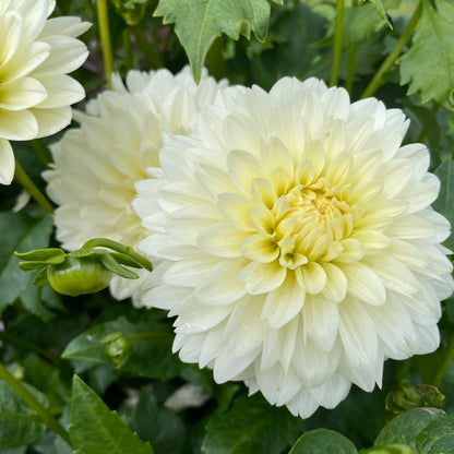 Tapioca Dahlia Tuber