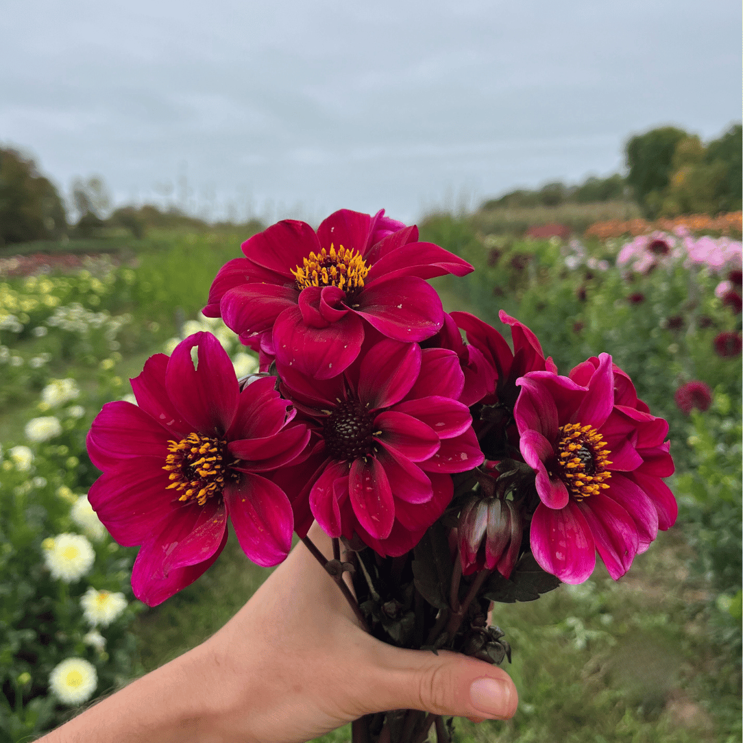 Dracula Dark Dahlia Tuber