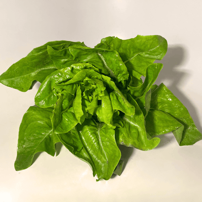 Amish Deer Tongue Lettuce