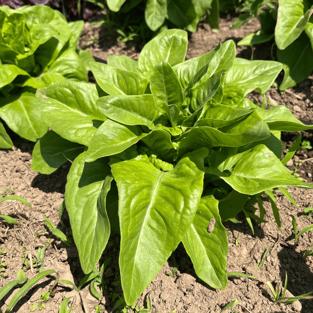 Amish Deer Tongue Lettuce