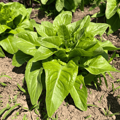 Amish Deer Tongue Lettuce