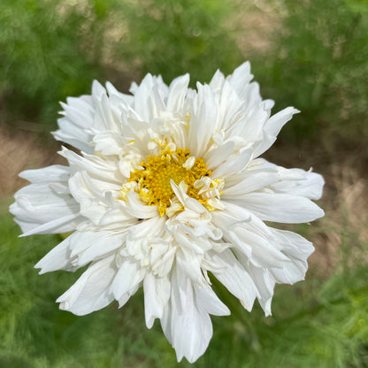 Double Click Cosmos