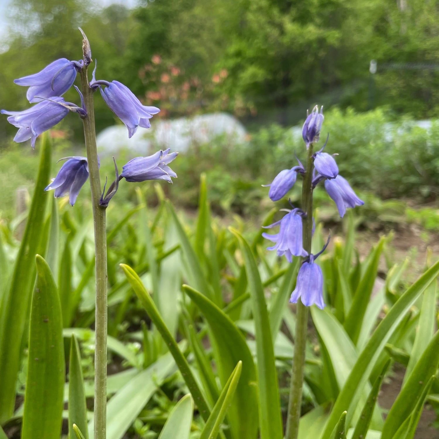 Hyacinthoides hispanica &