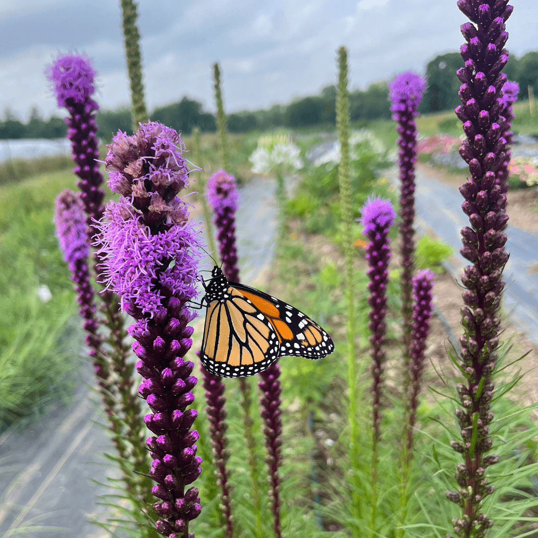 Blazing Star