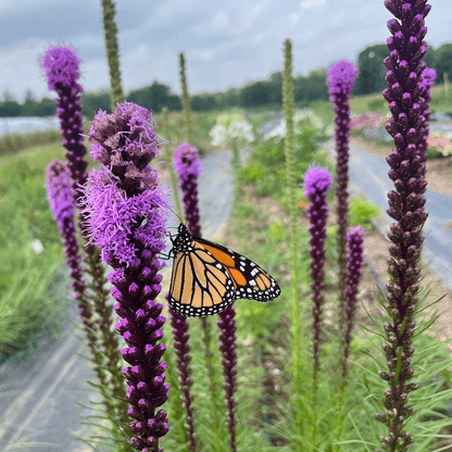 Blazing Star