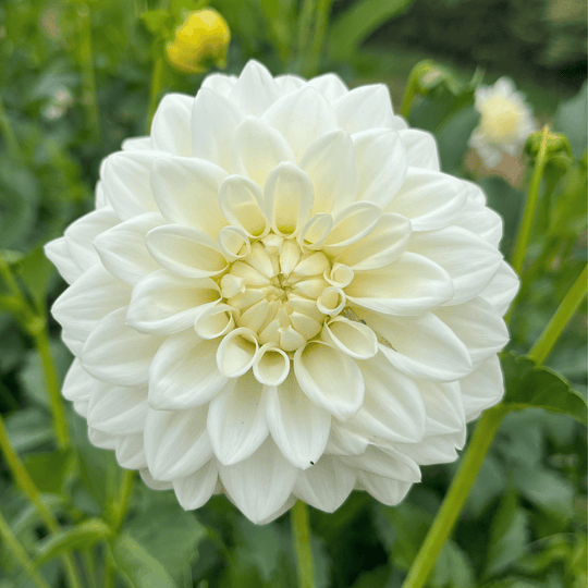 Blizzard Dahlia Tuber