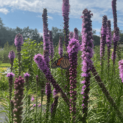 Blazing Star