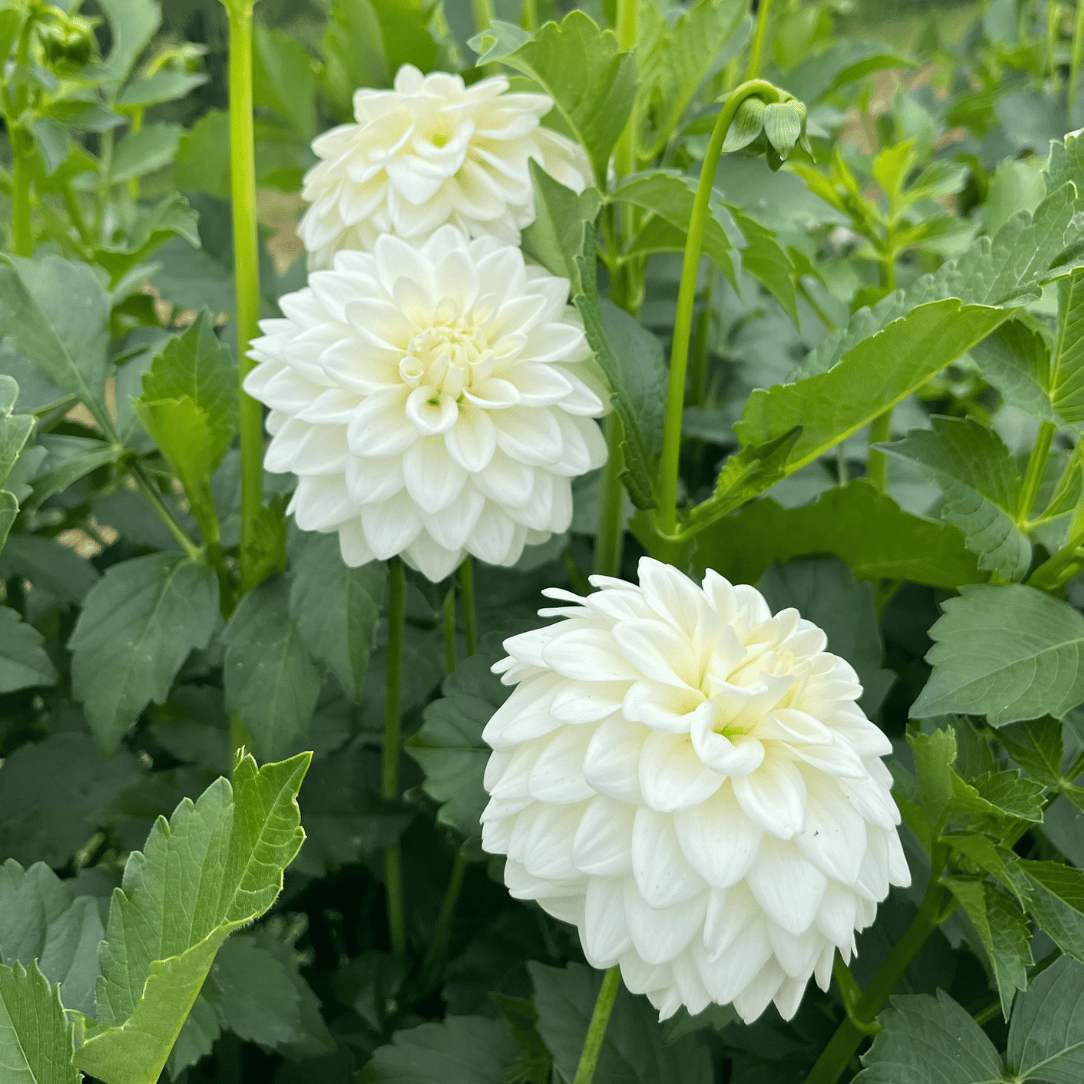 Blizzard Dahlia Organic Tuber Hudson Valley Seed Company