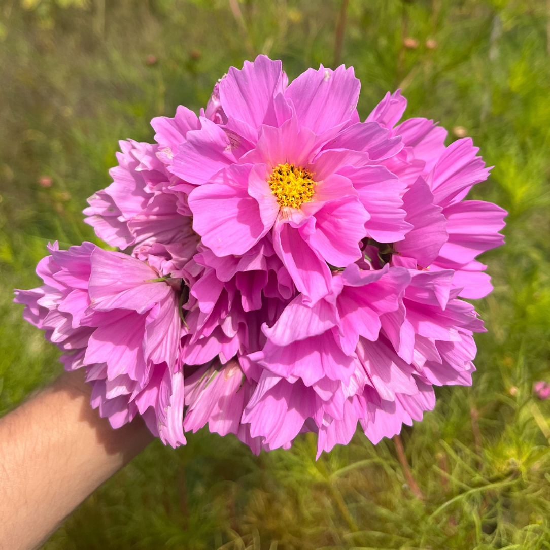garden cosmos seeds Sea Shells Cosmos