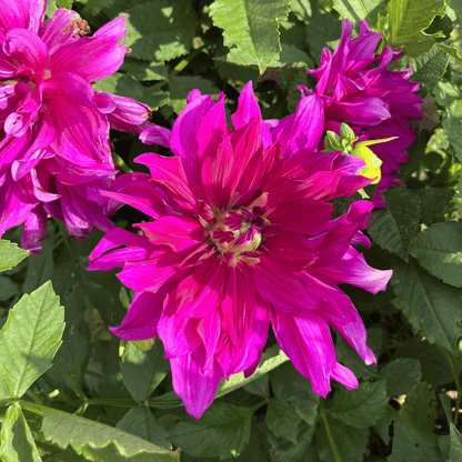 Purple Taiheijo Dahlia Tuber