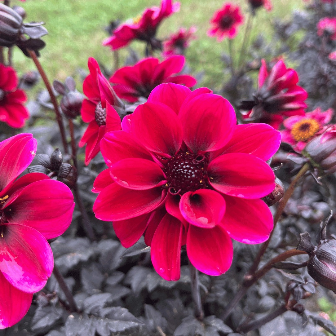 Dracula Dark Dahlia Tuber