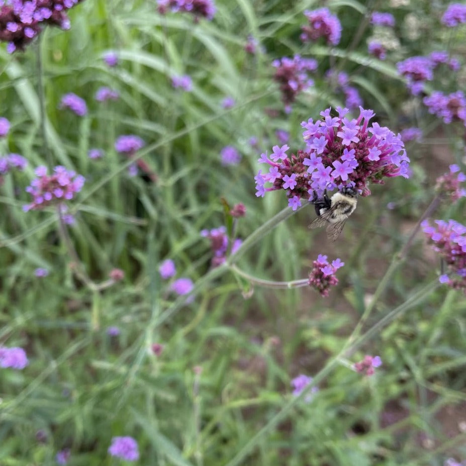 Purpletop Vervain Seedlings