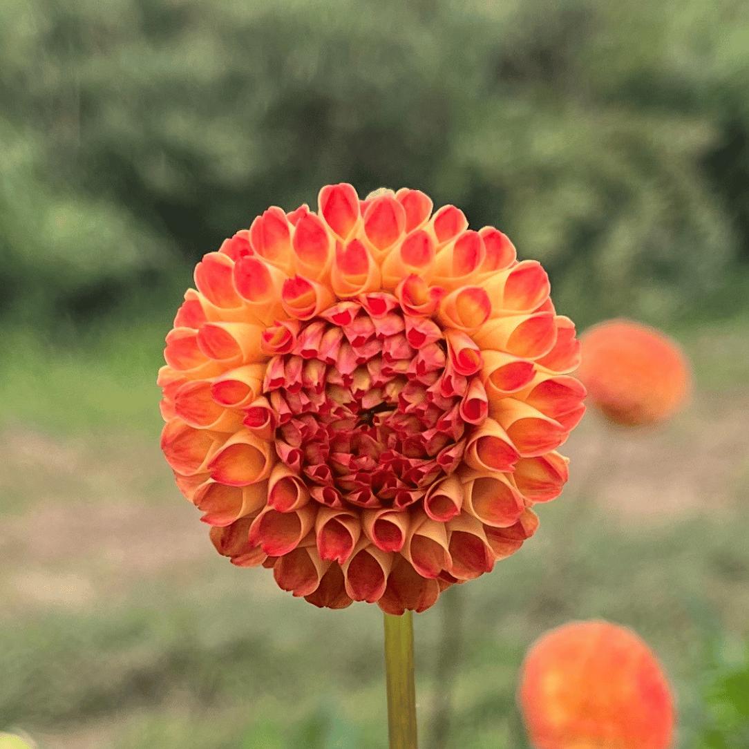 Ginger Willo Dahlia Tuber