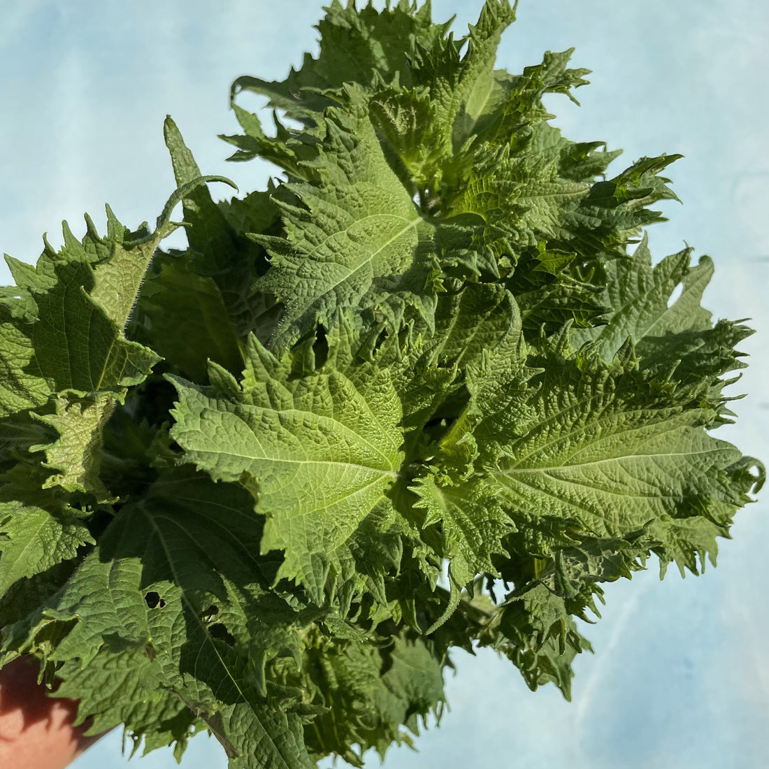 Ao Shiso Seedlings