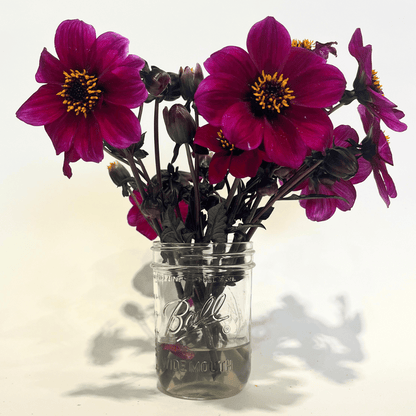 Dracula Dark Dahlia Tuber