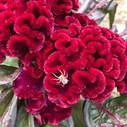 Dracula Celosia