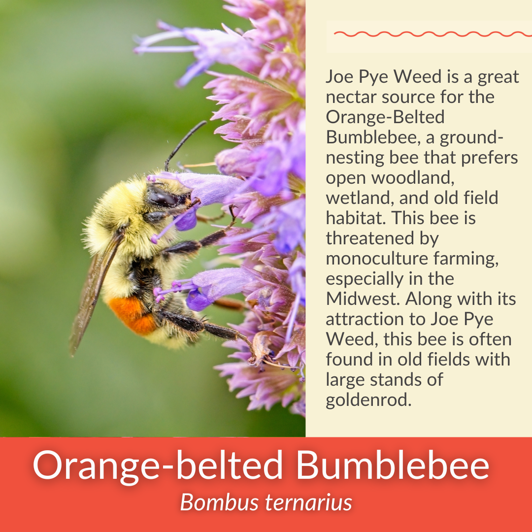 Spotted Joe Pye Weed - PollinateHV Local Ecotype