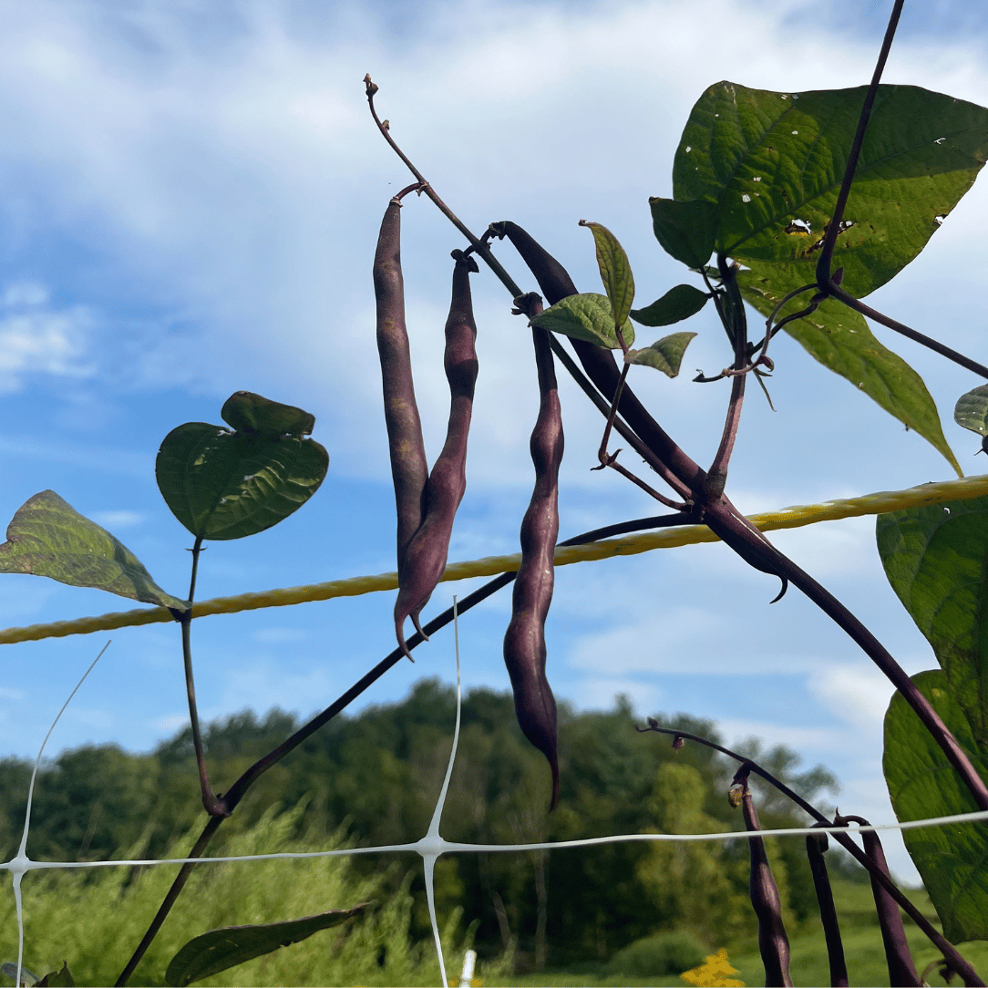 Al Wadi Purple Pole Bean