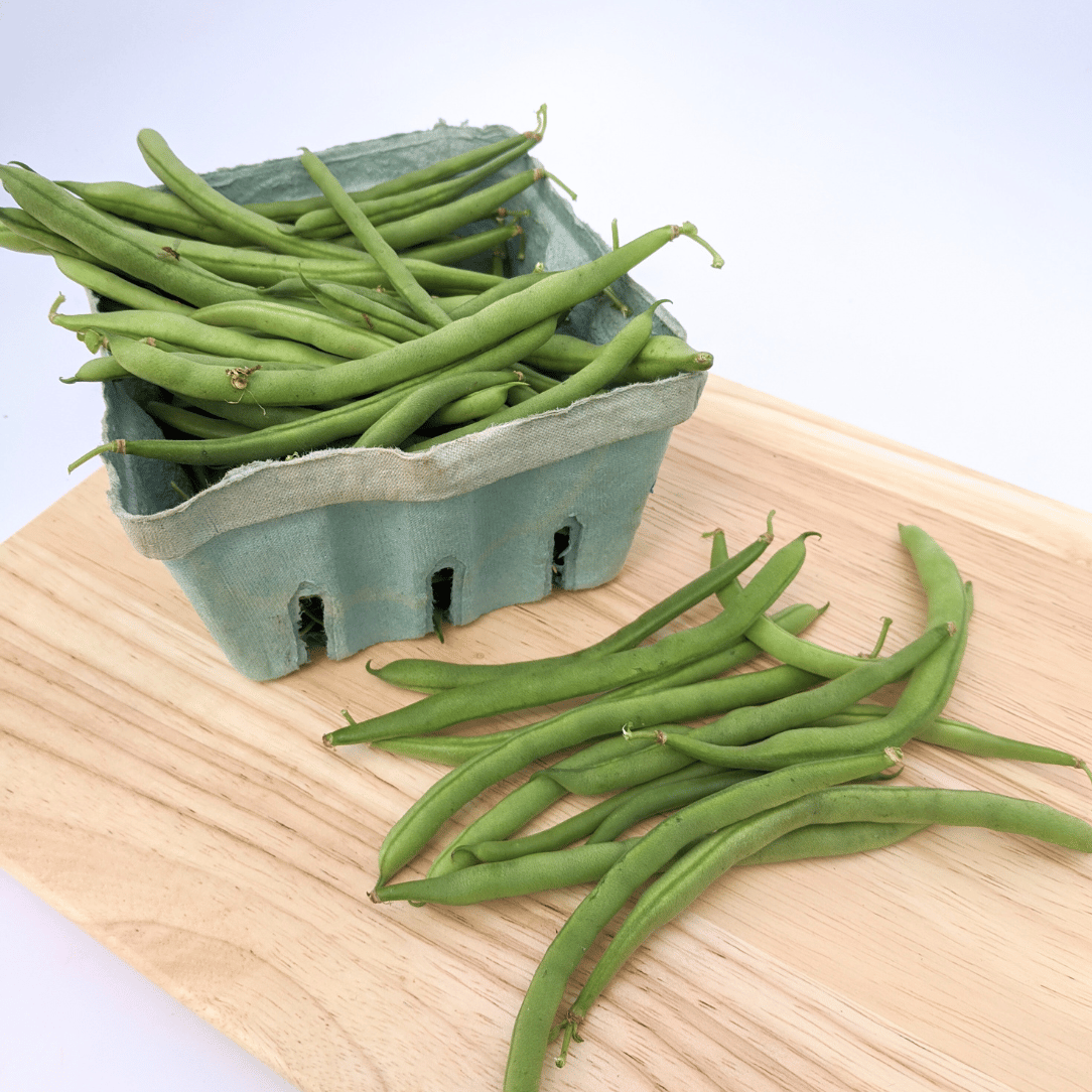 Blue Lake FM-1K Pole Bean Seedlings