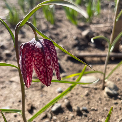 Fritillaria meleagris Mixture