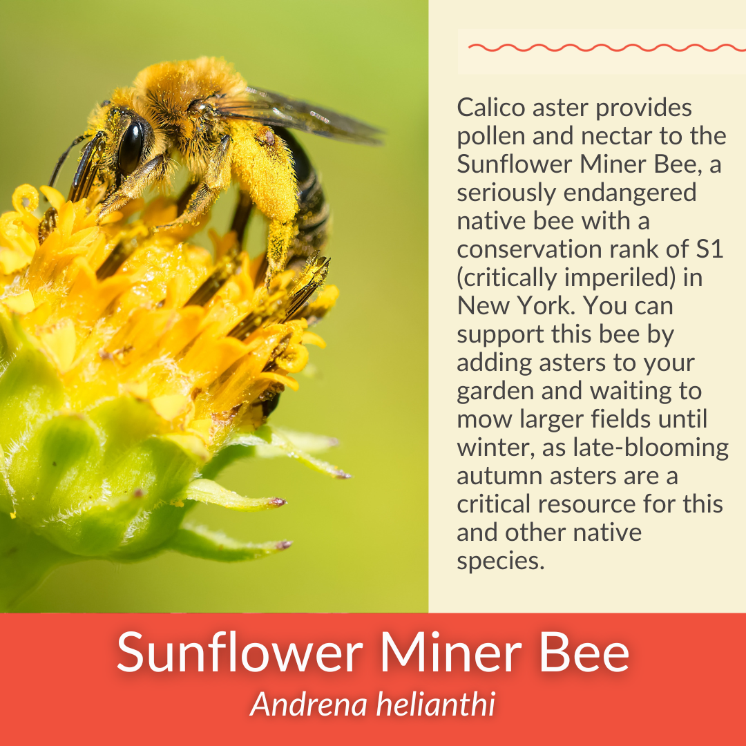 Calico Aster - PollinateHV Local Ecotype