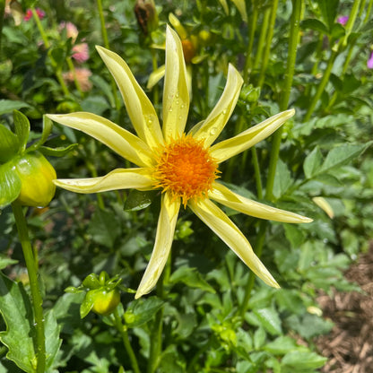 Honka Dahlia Tuber