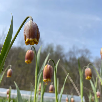 Fritillaria uva-vulpis