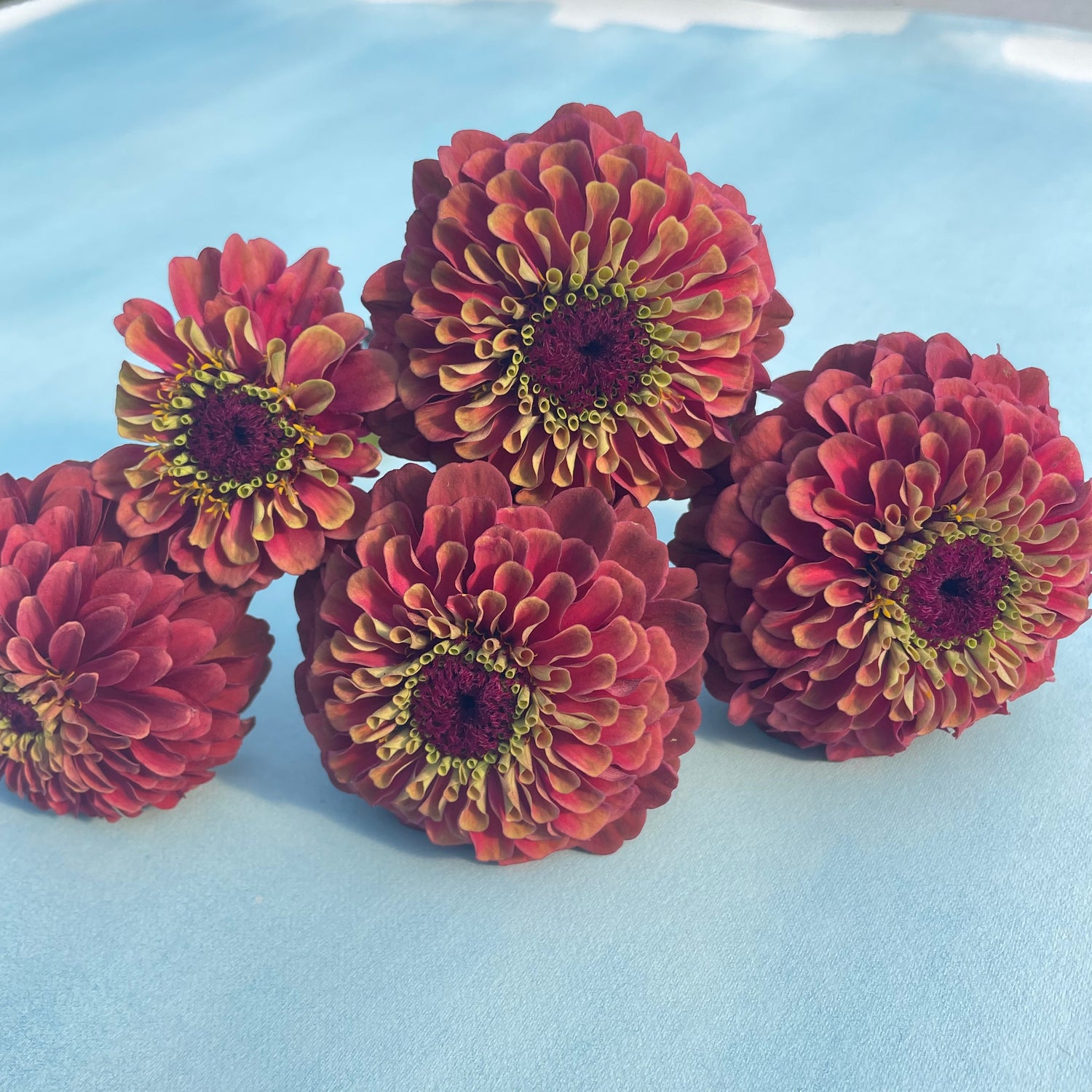 Queen Lime Blush Zinnia