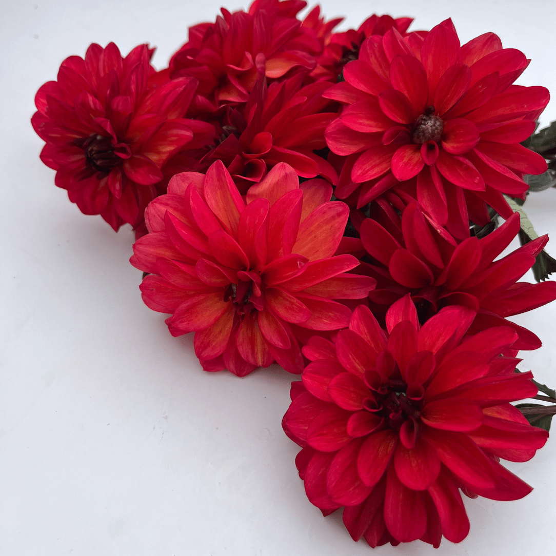 Groovy Dahlia Tuber