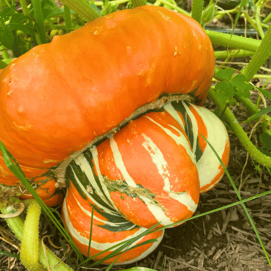 Turk's Turban Squash