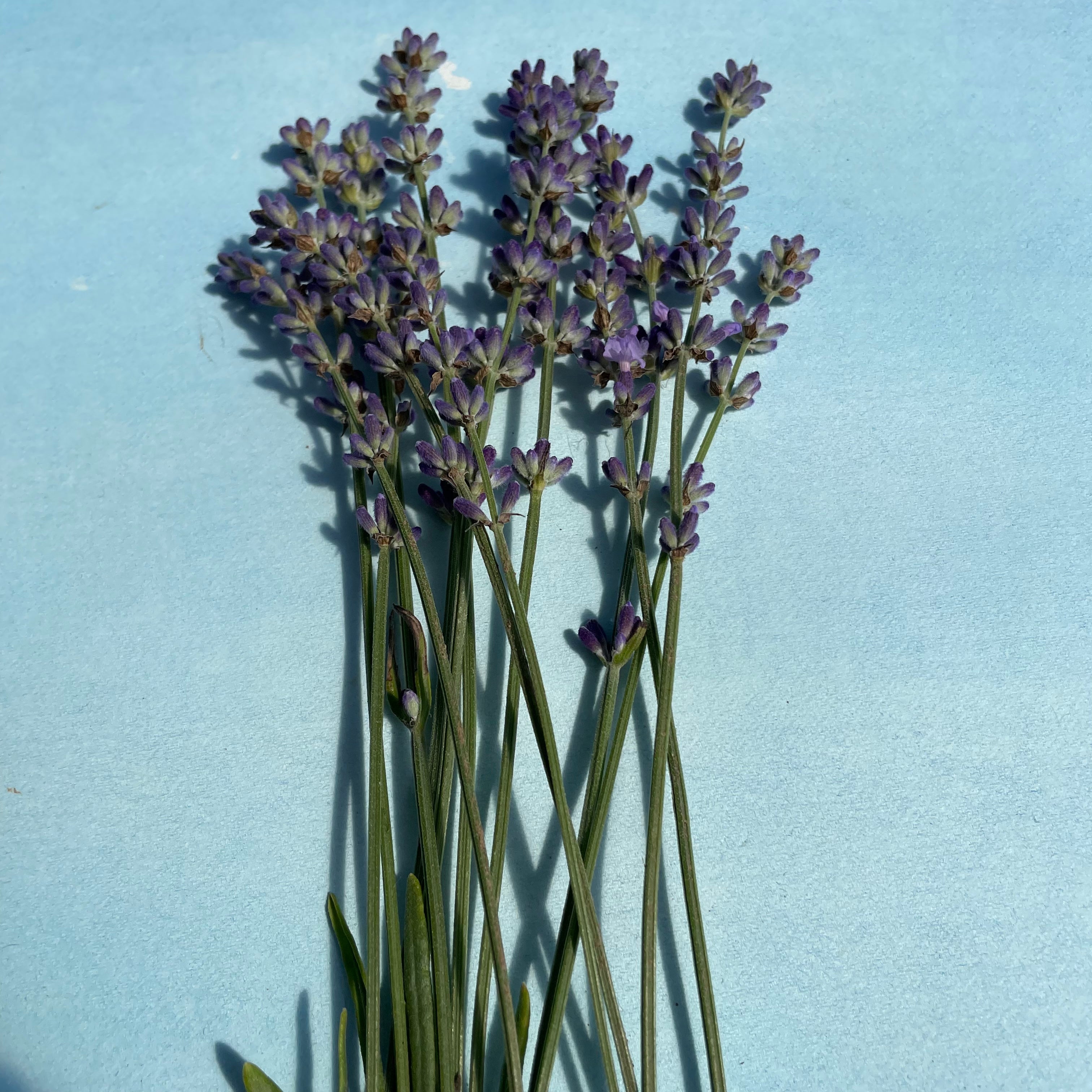 Munstead Lavender | Hudson Valley Seed Company