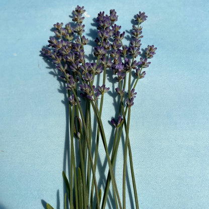 Munstead Lavender