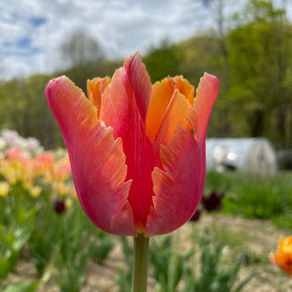 Tulip &