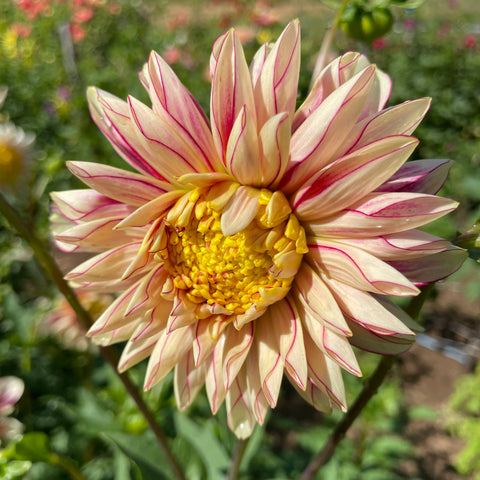 Polka Dahlia Tuber – Hudson Valley Seed Company